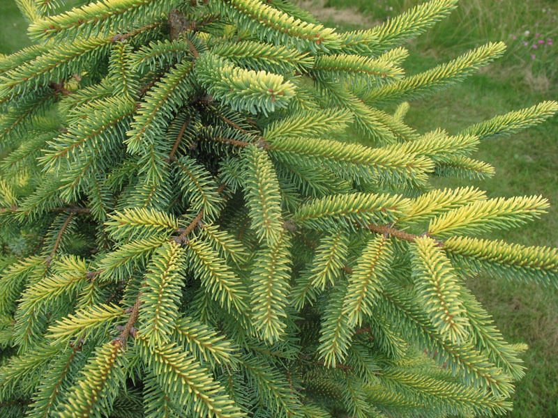 Picea mariana 'Aureovariegata'   / Picea mariana 'Aureovariegata'  