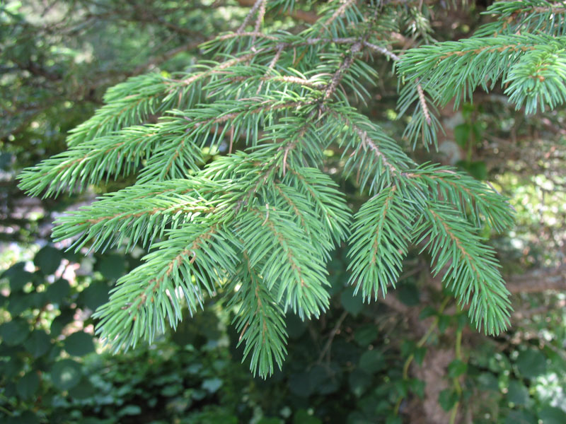 Picea likiangensis var. purpurea / Purple Likiang Spruce, Purple Lijiang Spruce