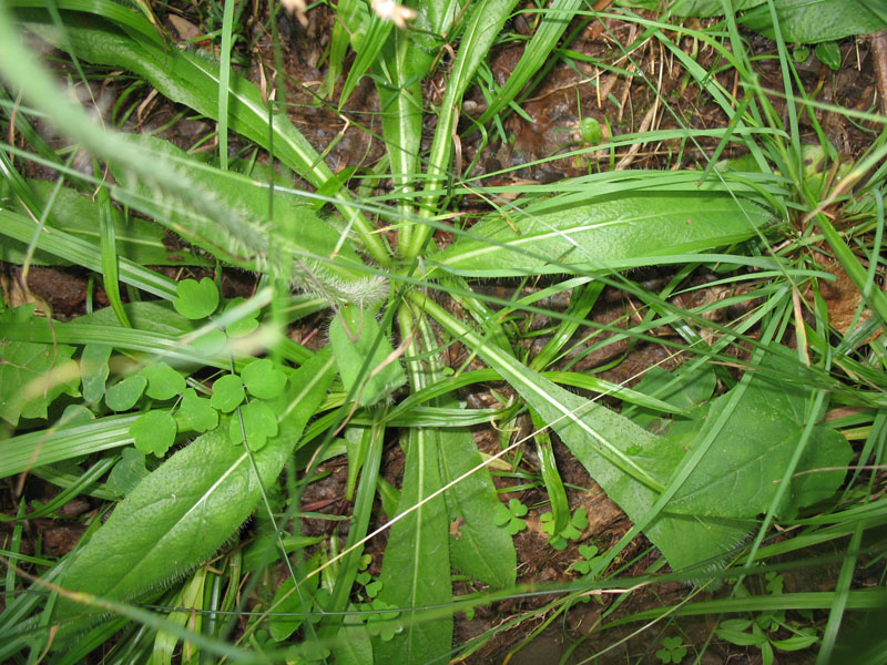 Pilosella aurantiaca   / Pilosella aurantiaca  