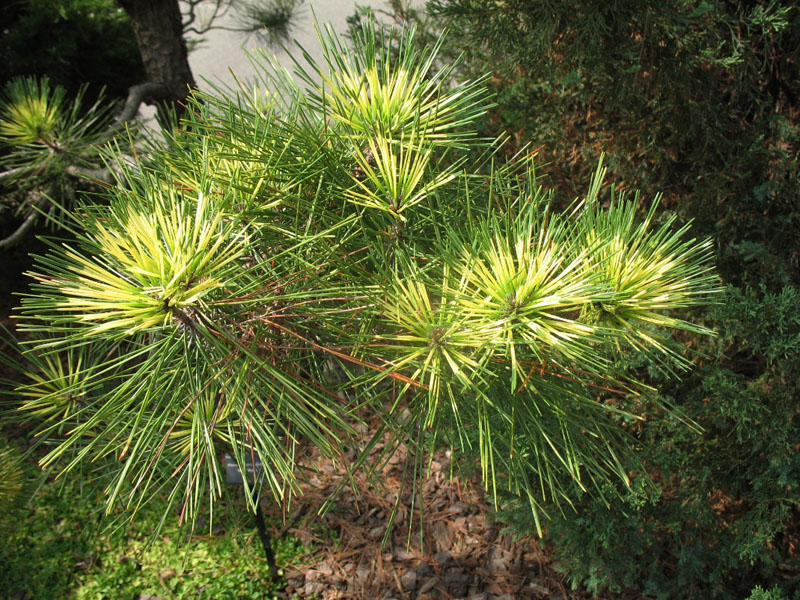 Pinus densi-thunbergii 'Beni Kujaka'  / 