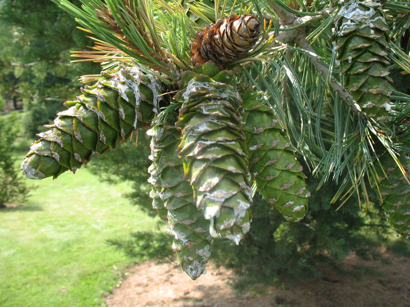 Pinus flexilis glauca    / Blue Limber Pine
