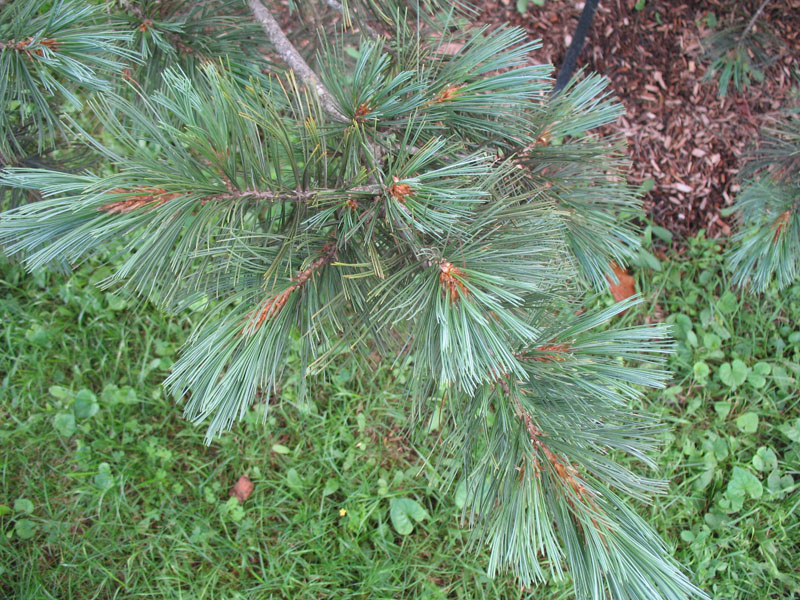 Pinus flexillis 'Millcreek'   / Pinus flexillis 'Millcreek'  