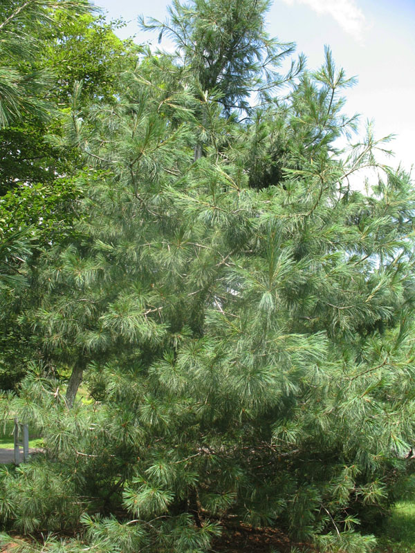 Pinus koraiensis  / Pinus koraiensis 
