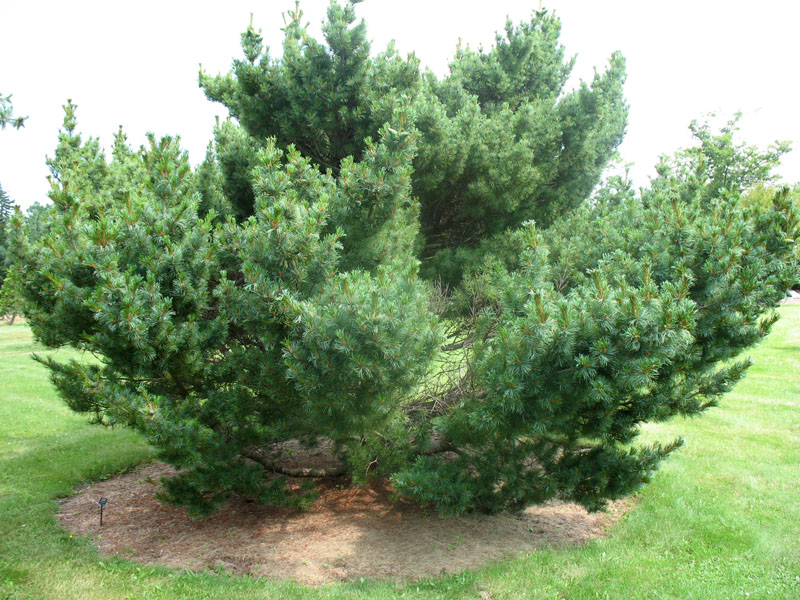 Pinus parviflora  'Bonnie Bergman'  / Japanese White Pine