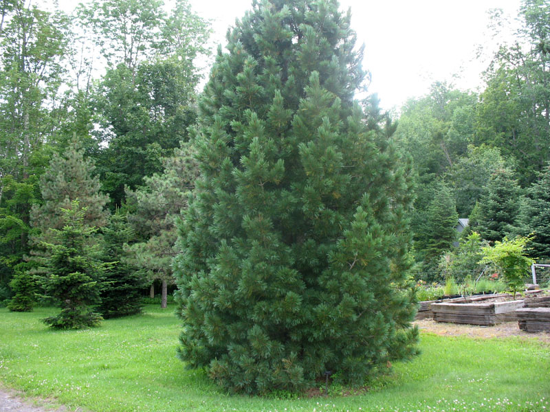 Pinus peuce glauca    / Blue Maceonian Pine