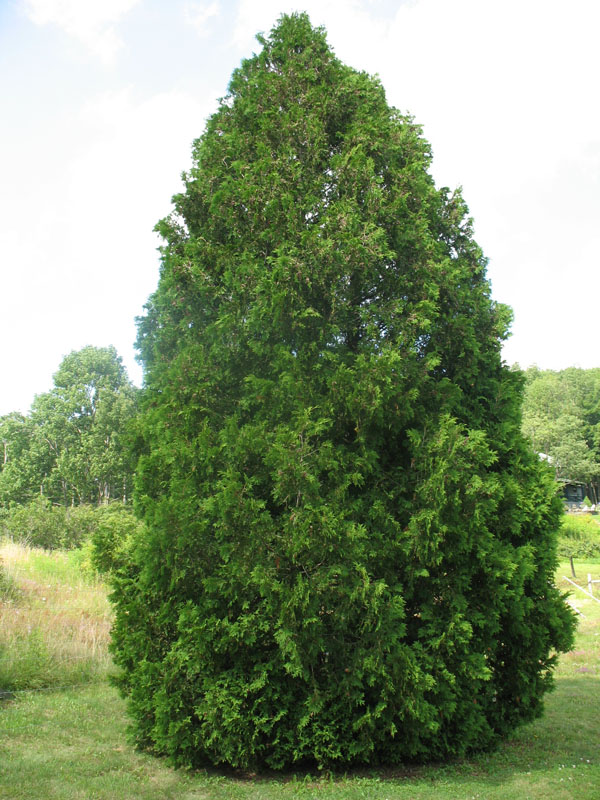 Pinus ponderosa   / Western Yellow Pine