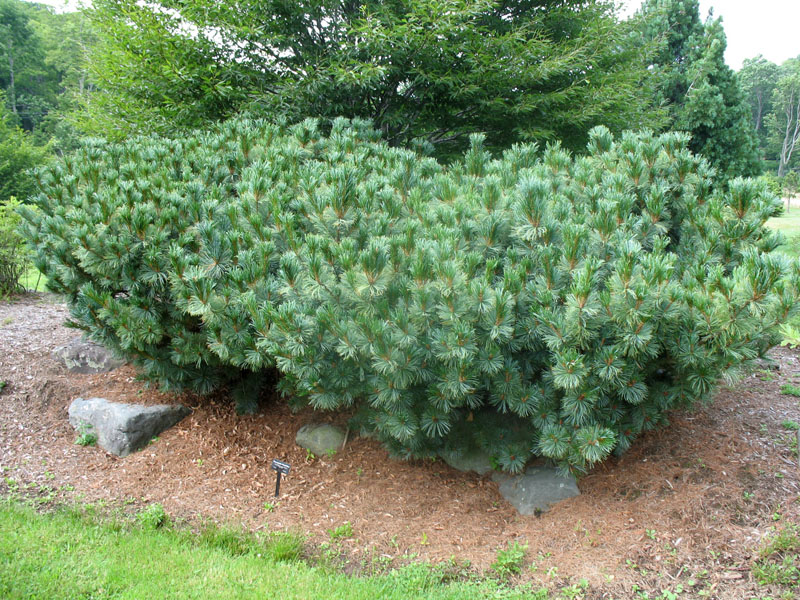 Pinus pumila 'Dwarf Blue'   / Pinus pumila 'Dwarf Blue'  