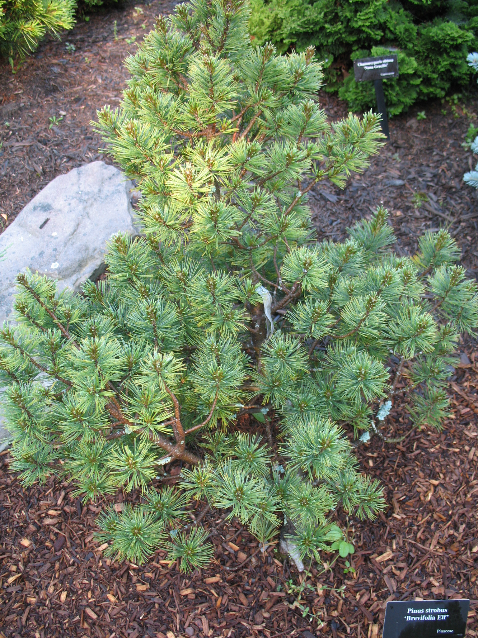 Pinus strobus 'Brevifolia Elf'  / Pinus strobus 'Brevifolia Elf' 
