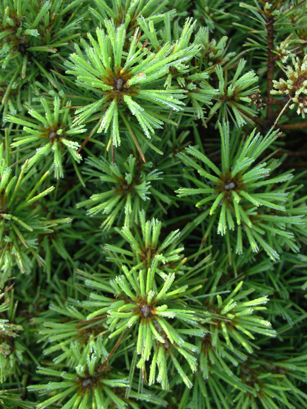 Pinus strobus 'Curtis Dwarf'   / Dwarf Curtis White Pine