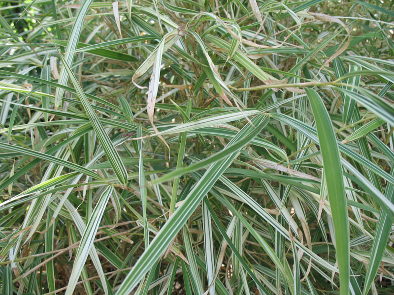 Pleioblastus simonii 'Variegatus'  / Dwarf Variegated Bamboo