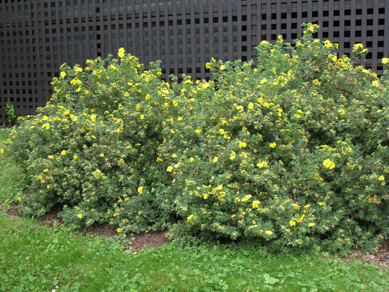 Potentilla fruticosa  'Primrose Beauty' / Primrose Beauty Shrubby Cinquefoil