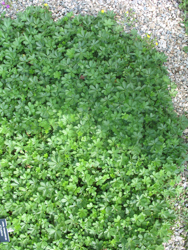 Potentilla neumanniana 'Nana'  / Potentilla neumanniana 'Nana' 