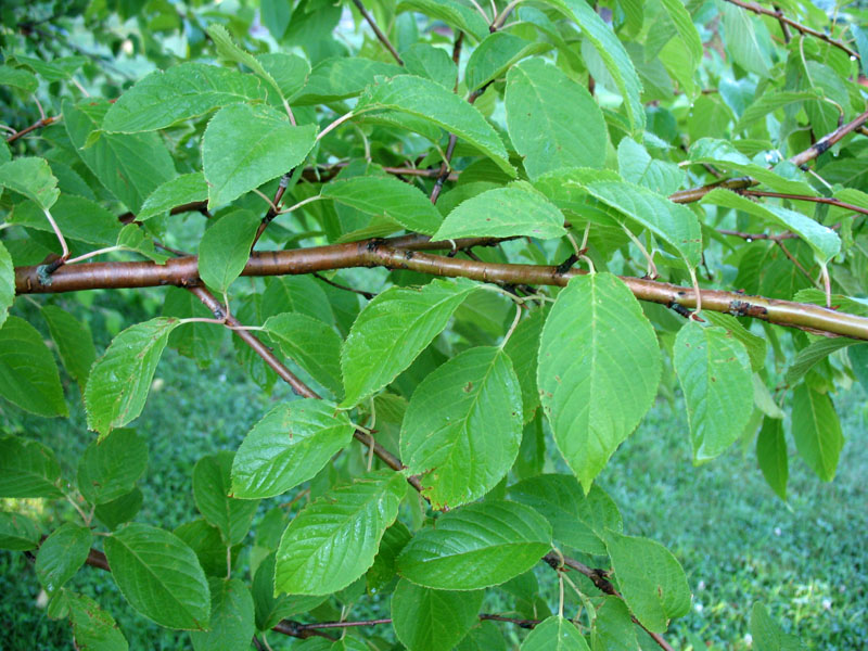 Prunus maackii   / Manchurian Cherry