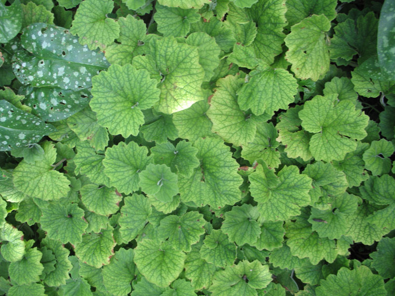 Primula kisoana / Primula kisoana