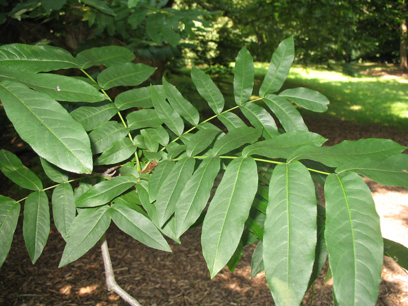 Pterocarya fraxinifolia   / Pterocarya fraxinifolia  