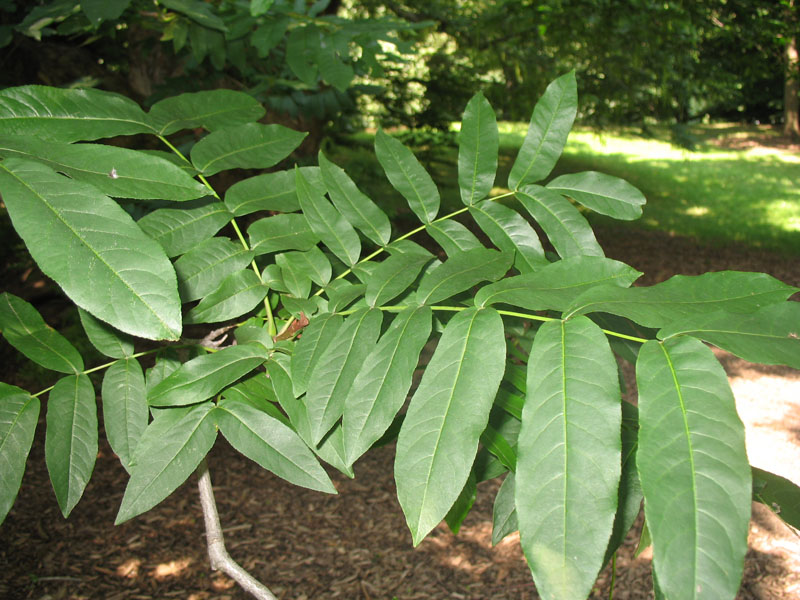 Pterocarya fraxinifolia   / Pterocarya fraxinifolia  