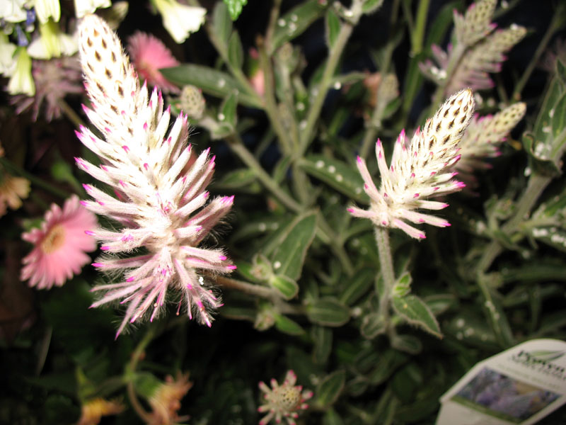 Ptilotus exaltatus 'Joey' / Lamb's Tail