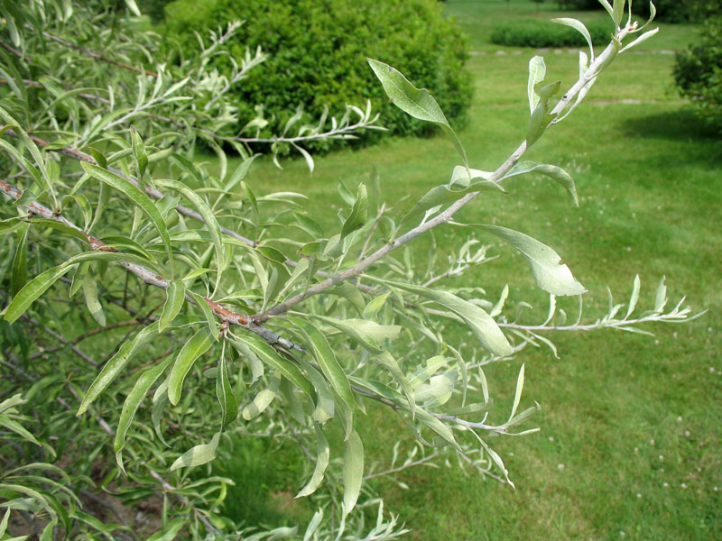 Pyrus salicifolia 'Pendula'   / Weeping Willow-leafed Pear