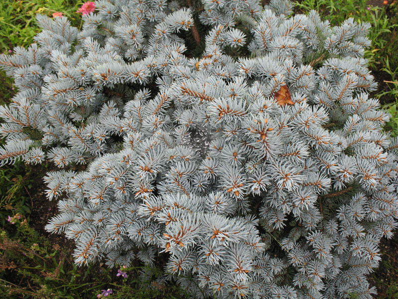 Picea pungens 'Globosa'  / Globe Blue Spruce
