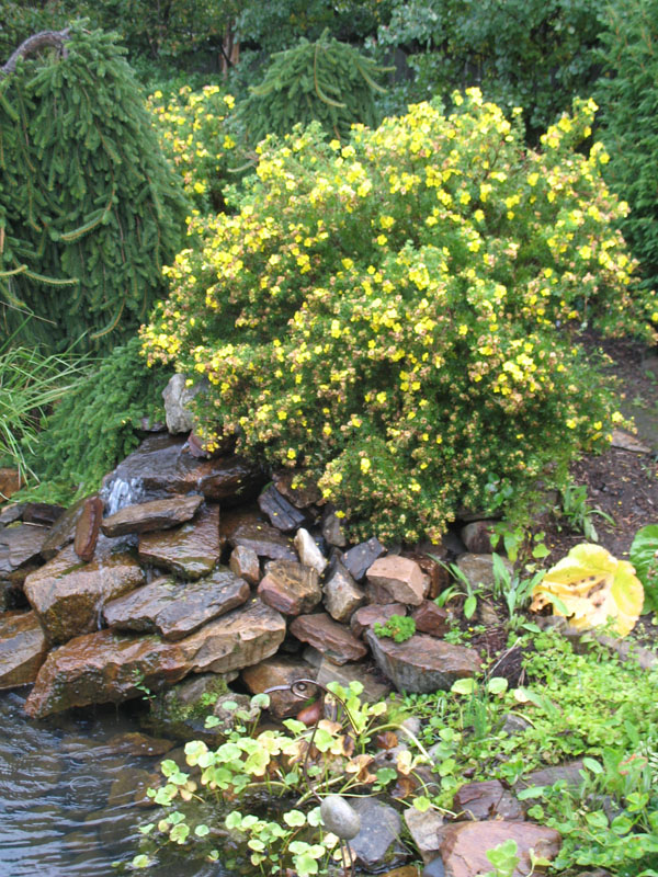 Potentilla fruticosa 'Goldfinger'   / Potentilla fruticosa 'Goldfinger'  