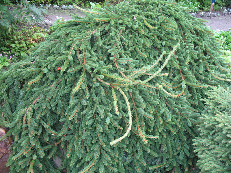 Picea abies 'Pendula'   / Weeping Norway Spruce