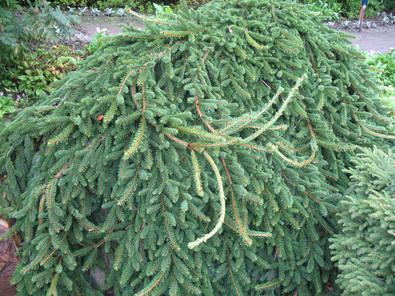 Picea abies 'Pendula'   / Picea abies 'Pendula'  