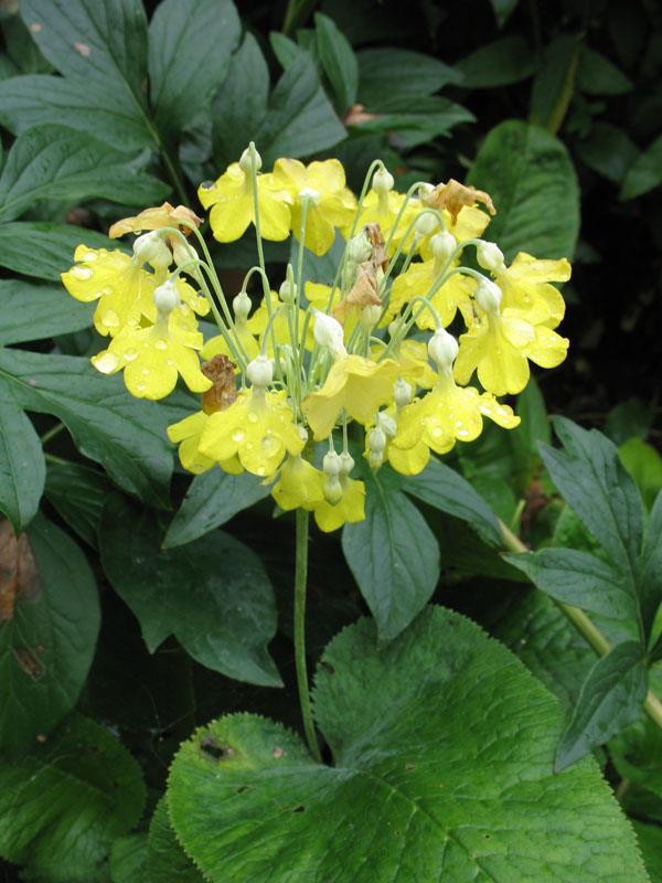 Primula florindae  / Giant Cowslip