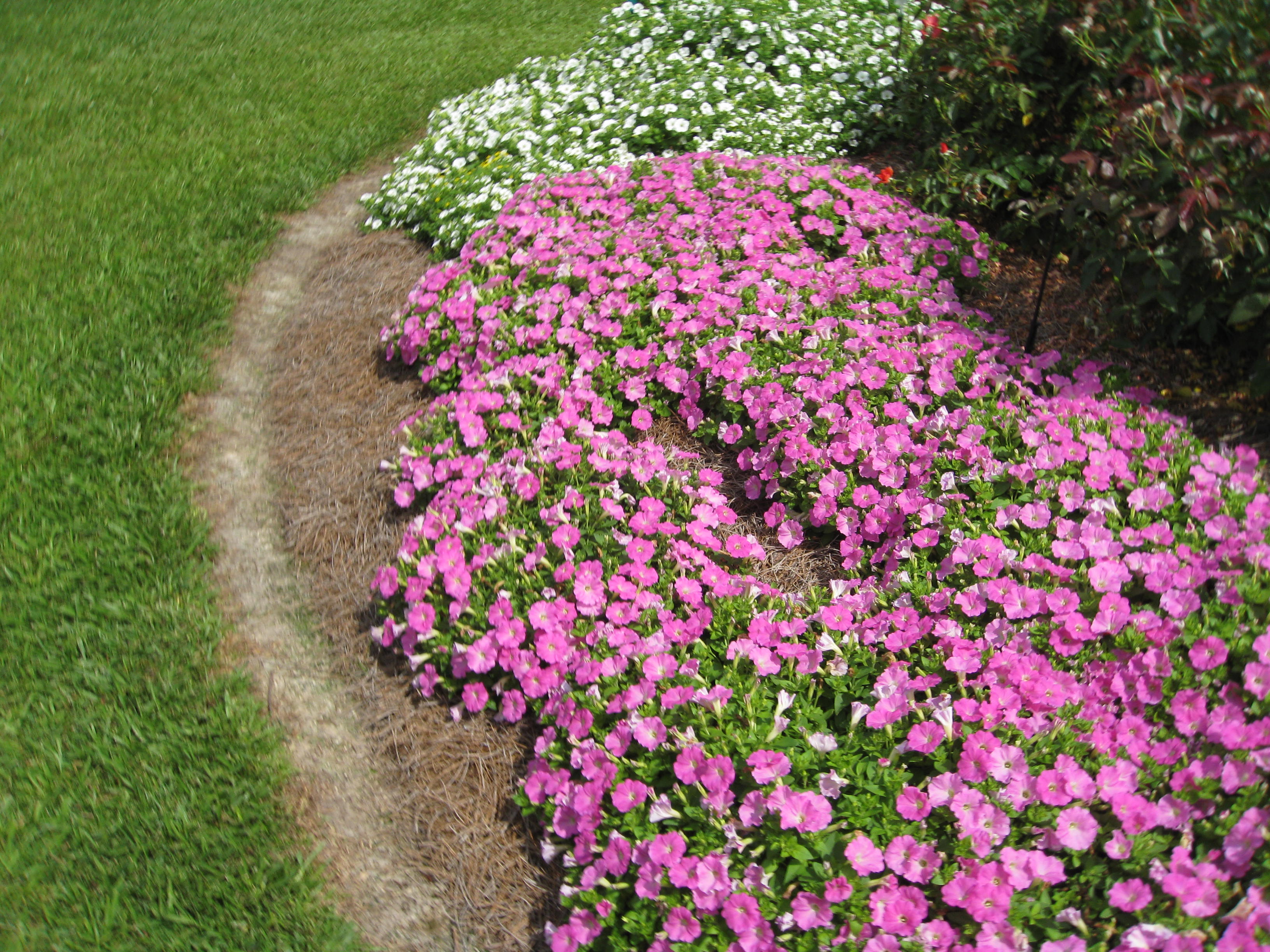 Petunia 'Whiskers Series' / Whiskers Series Petunias