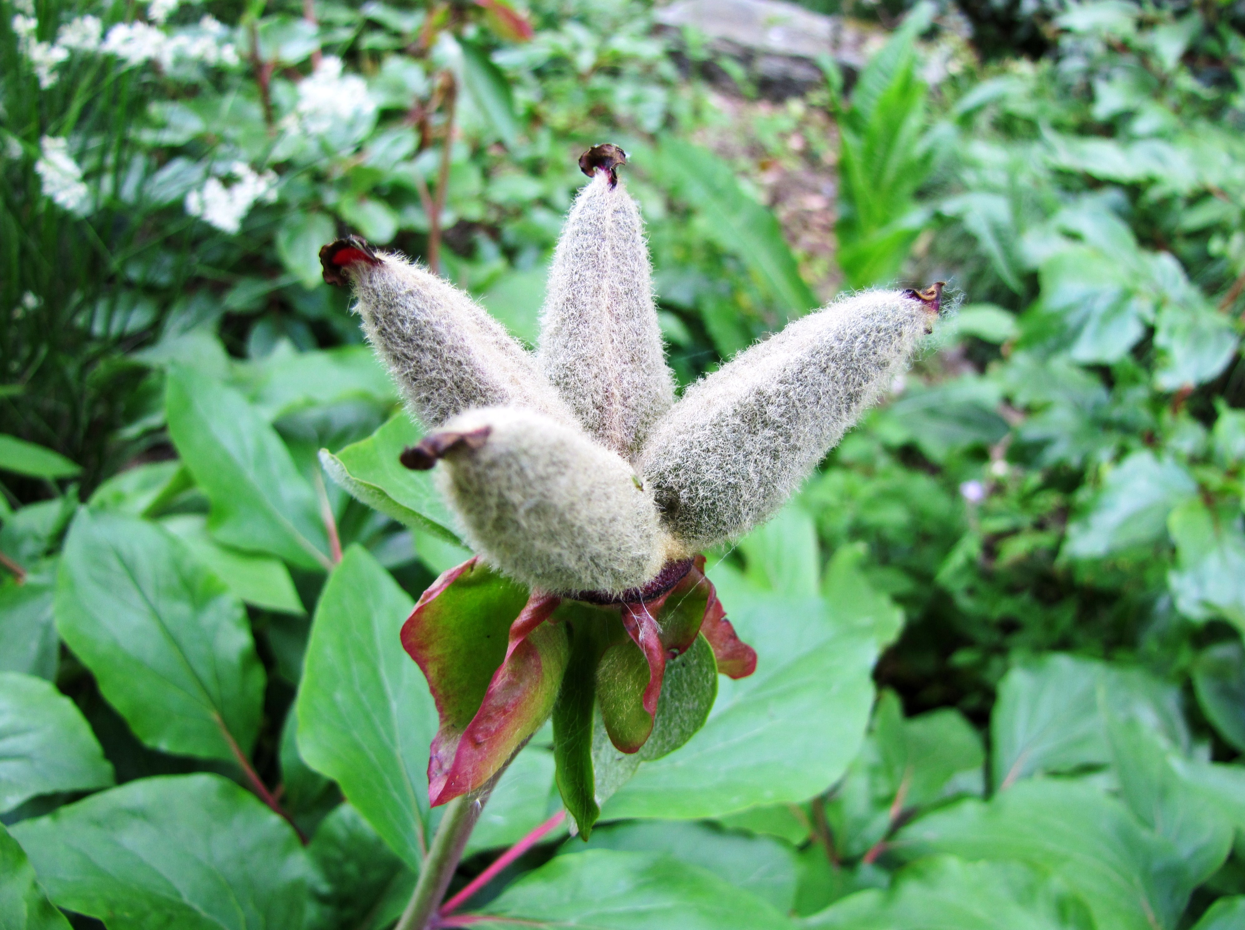 Paeonia mascula / Coral Peony, Balkan Peony, Arietina Peony