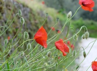Papaver rhoeas / Poppy, Field Poppy, Wild Poppy