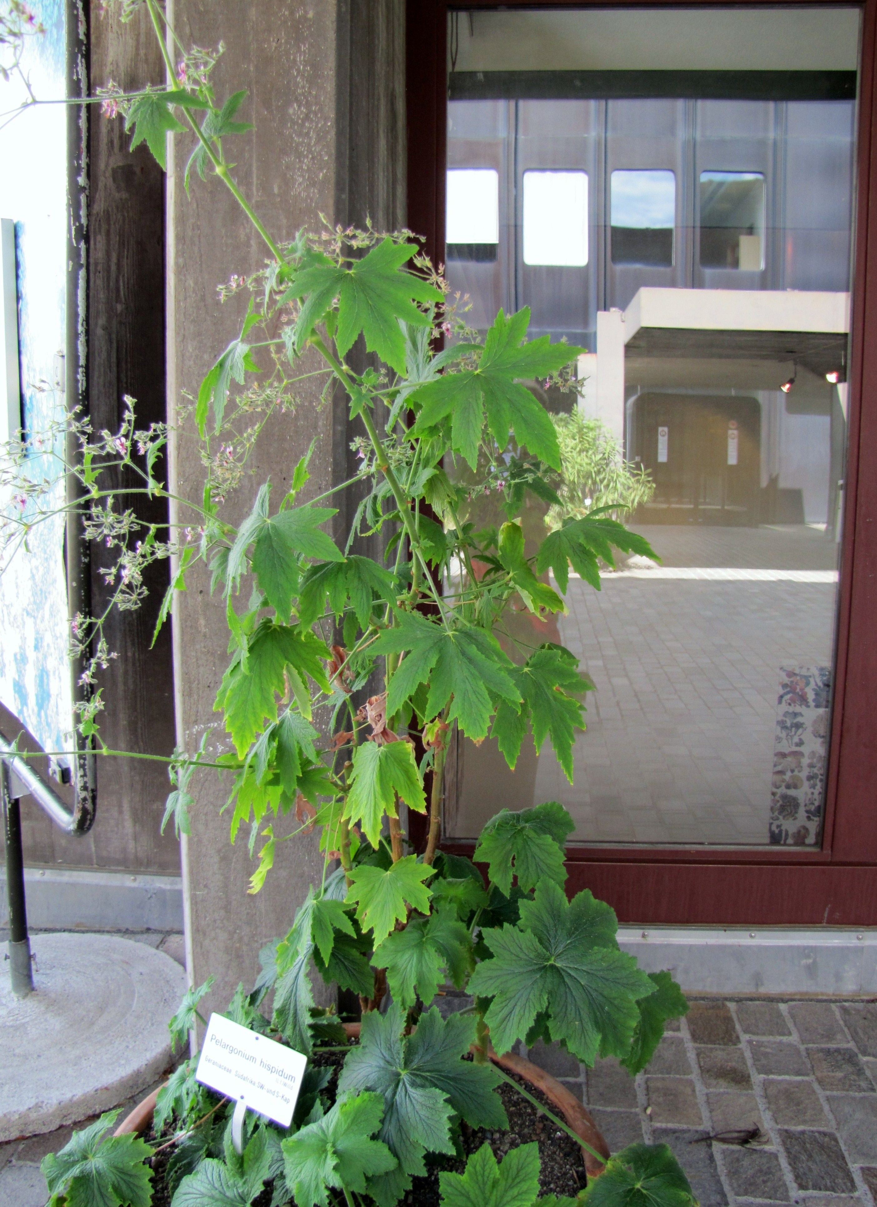 Pelargonium hispidum / Hispid Geranium, Hispid Pelargonium