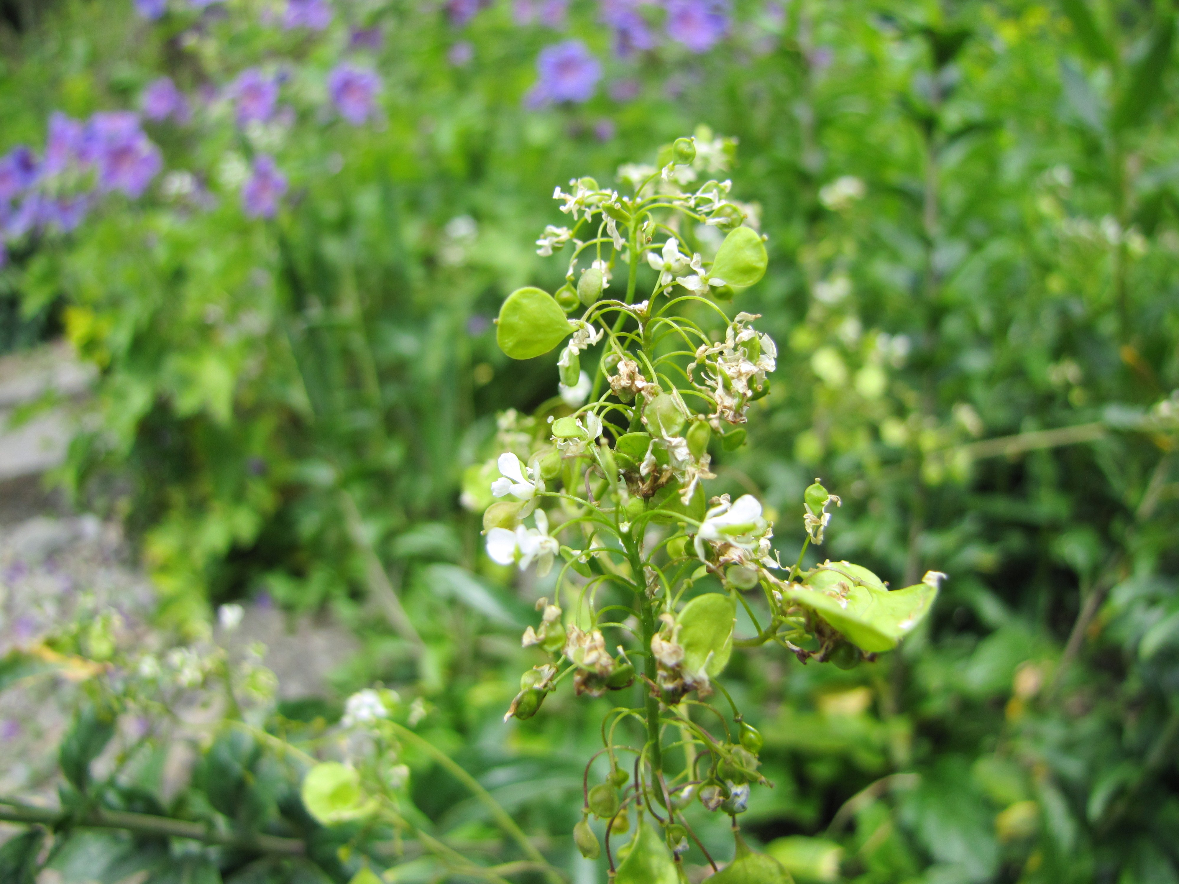 Peltaria alliacea / Garlic Cress