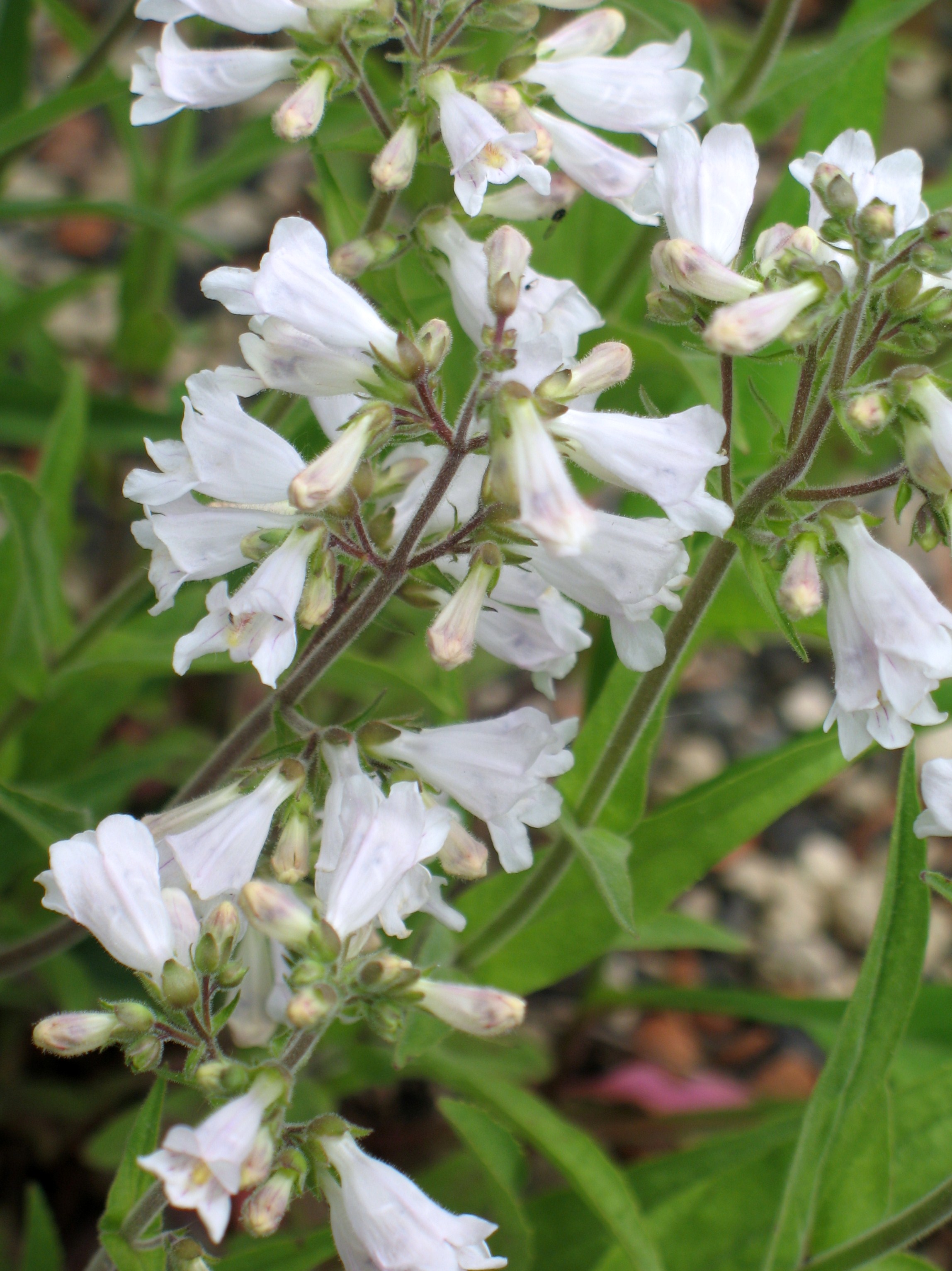 Penstemon pallidus / Penstemon pallidus
