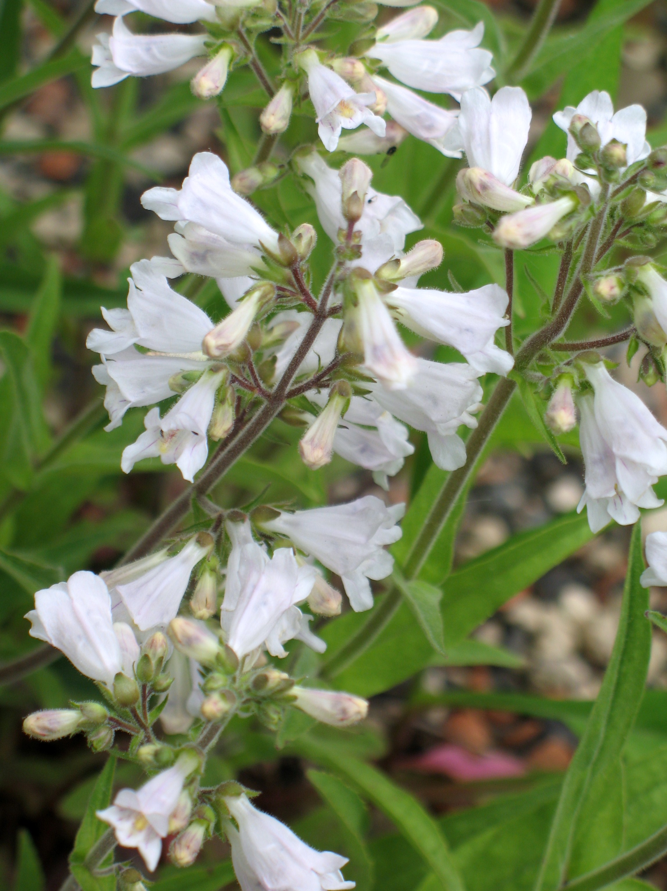 Penstemon pallidus / Pale Penstemon, Penstemon, Beardstongue