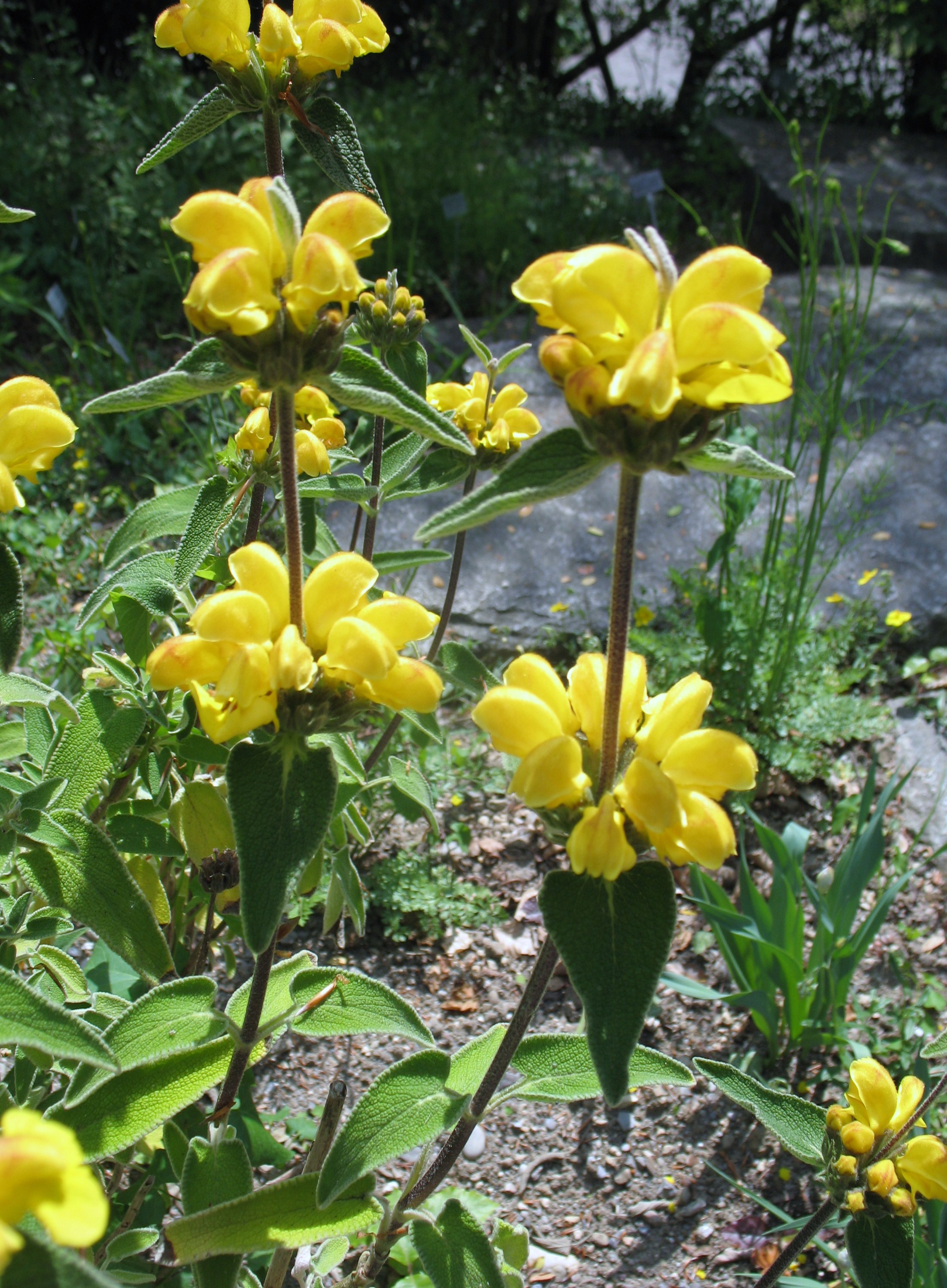 Phlomis viscosa / Phlomis viscosa