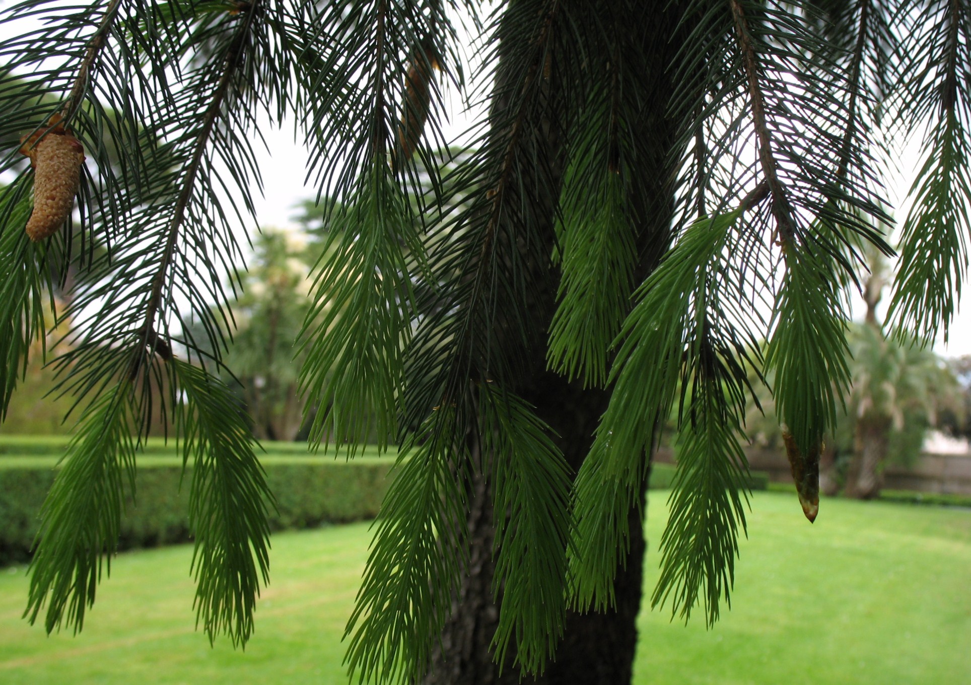 Picea smithiana / Himalayan Spruce, Morinda Spruce