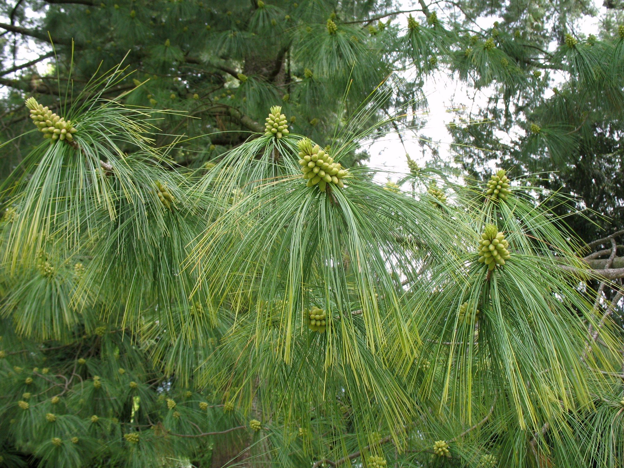 Pinus wallichiana / Butan Pine, Himalayan Pine
