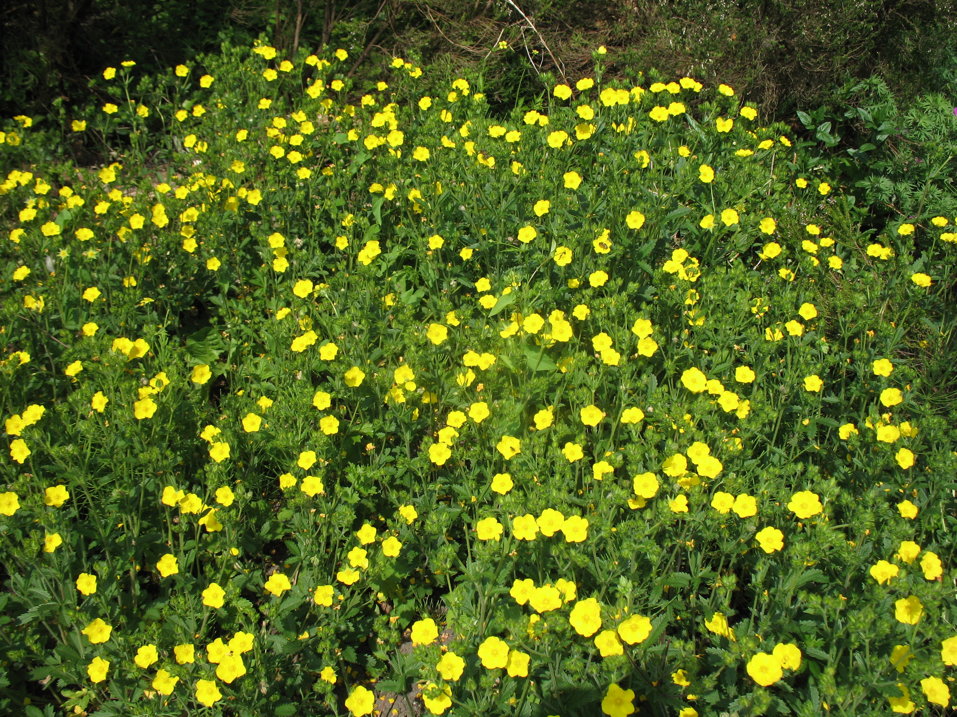 Potentilla recta  / Sulfur Cinquefoil, Cinquefoil