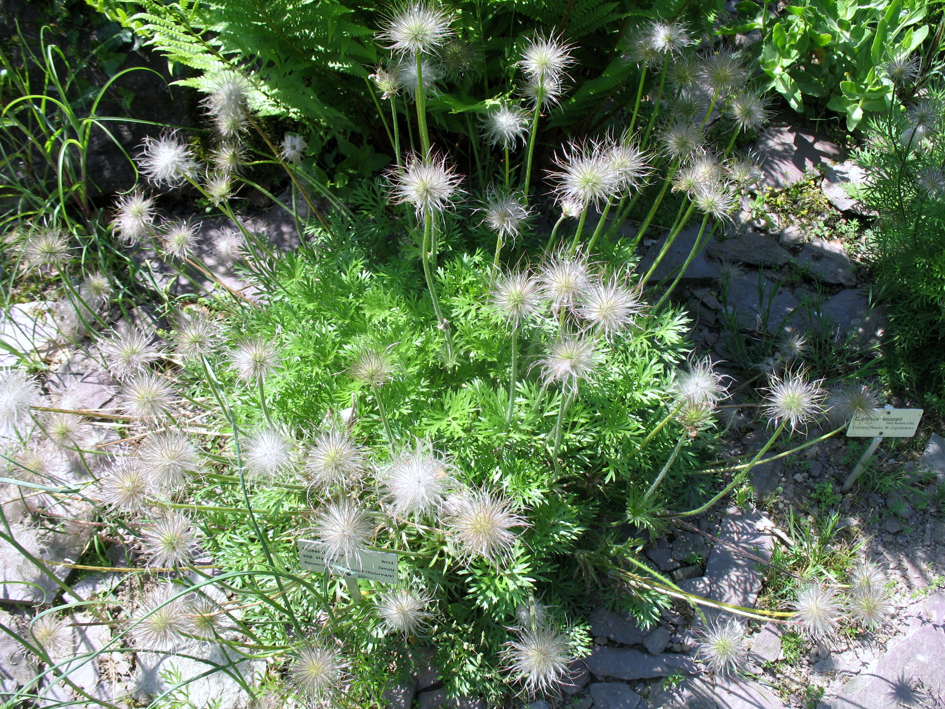 Pulsatilla halleri  / Alpine Pasque Flower, Pasque Flower