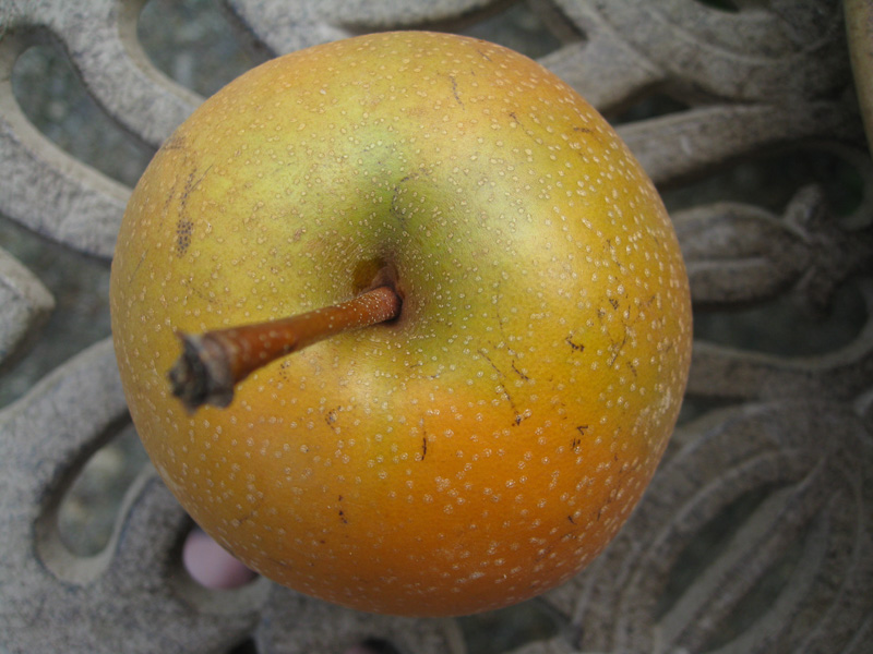 Pyrus pyrifolia  / Asian Pear