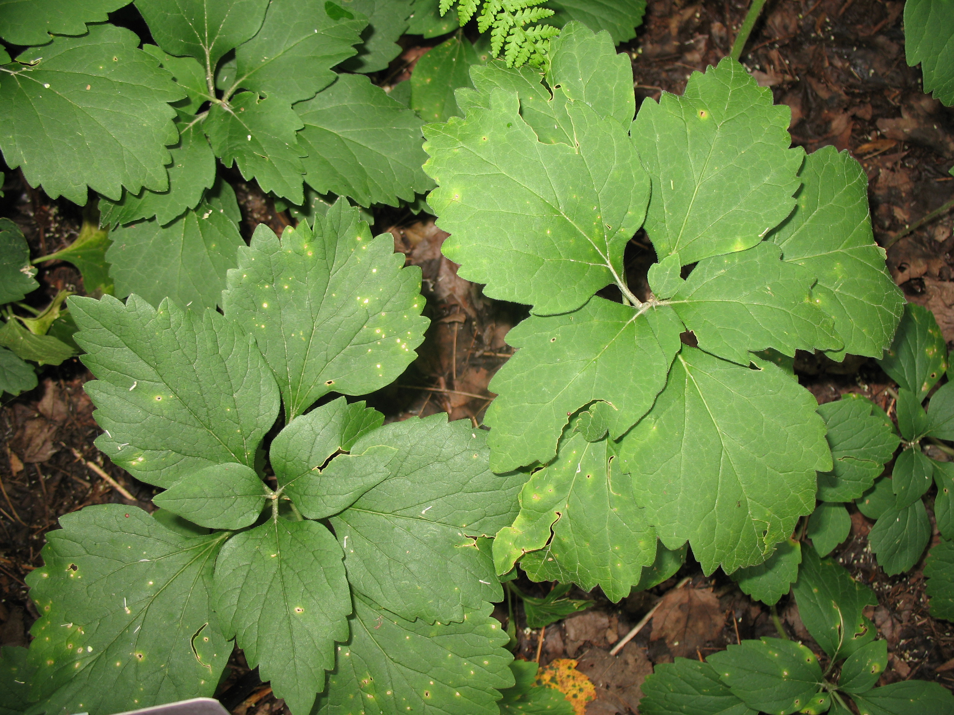 Pachysandra procumbens  / Pachysandra, Allegheny Spurge, Mountain Spurge