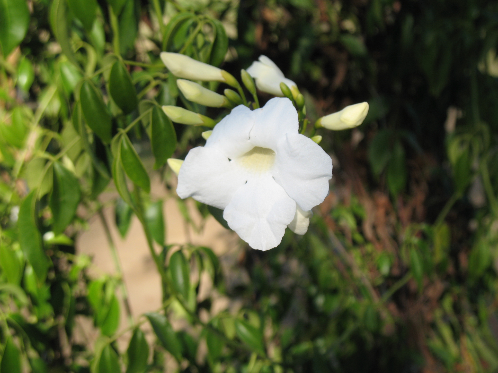 Pandorea jasminoides 'Lady Di' / Lady Di Bower Plant, Lady Di Trumpet Flower