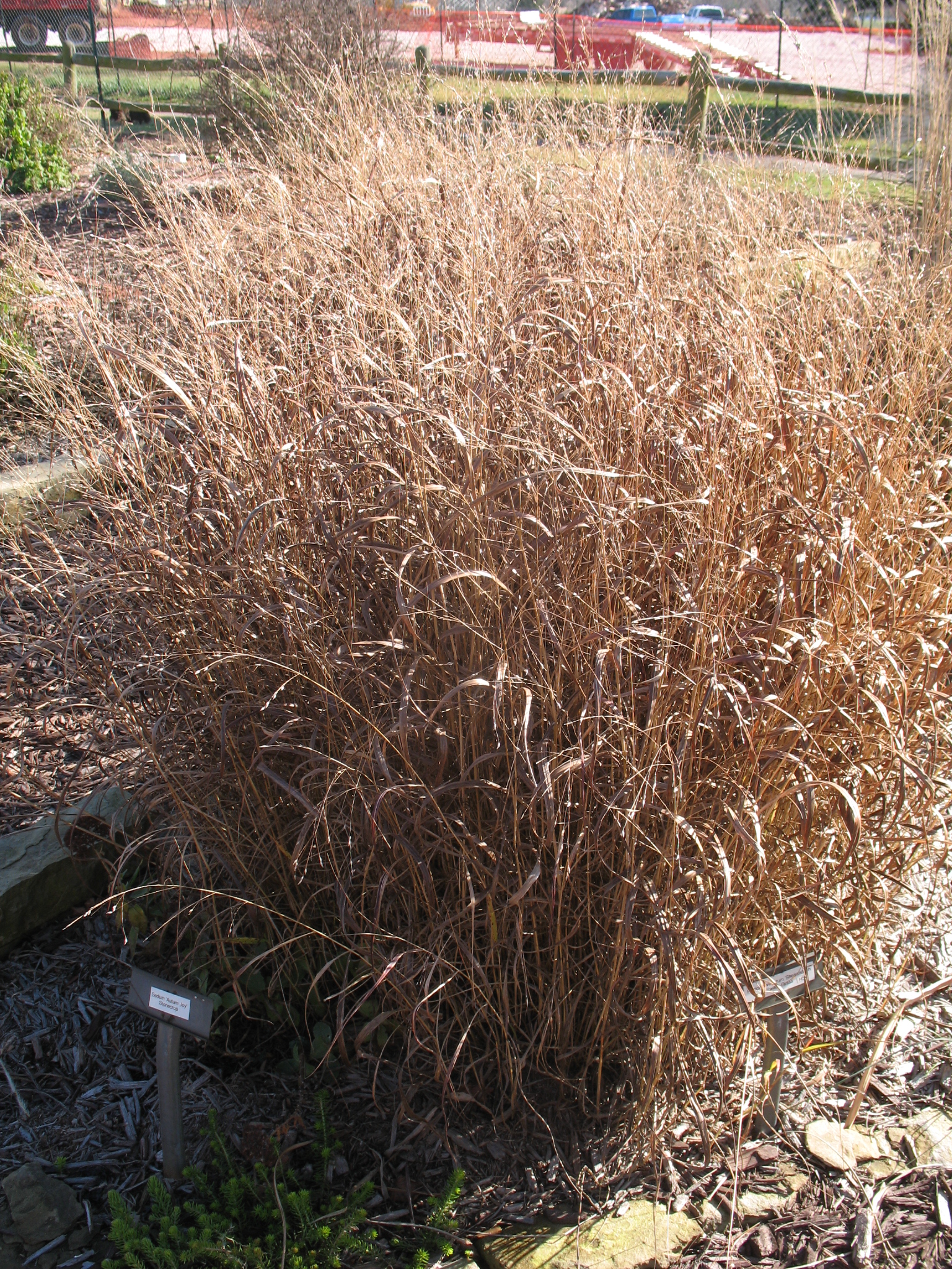 Panicum virgatum 'Shenandoah' / Red Switchgrass, Shenandoah Switchgrass