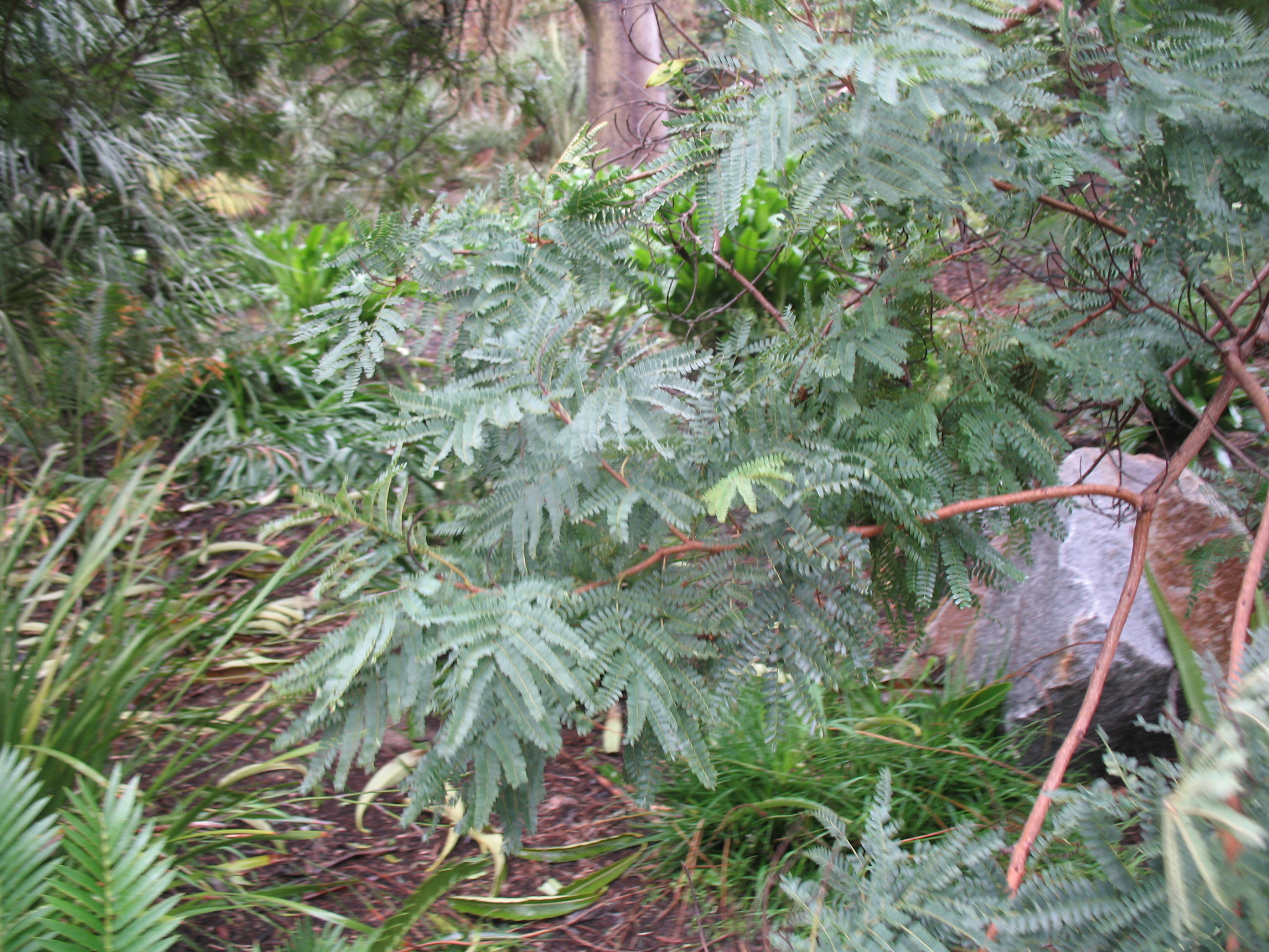 Peltophorum africanum / African Wattle, Weeping Wattle