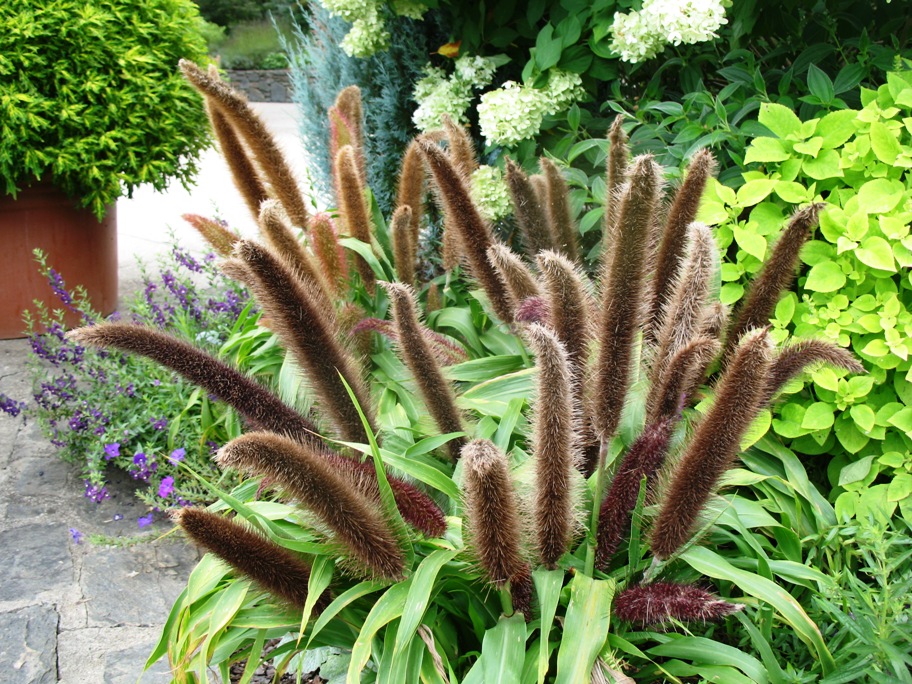 Pennsetium glaucum 'Jade Princess' / Millet, Ornamental Millet