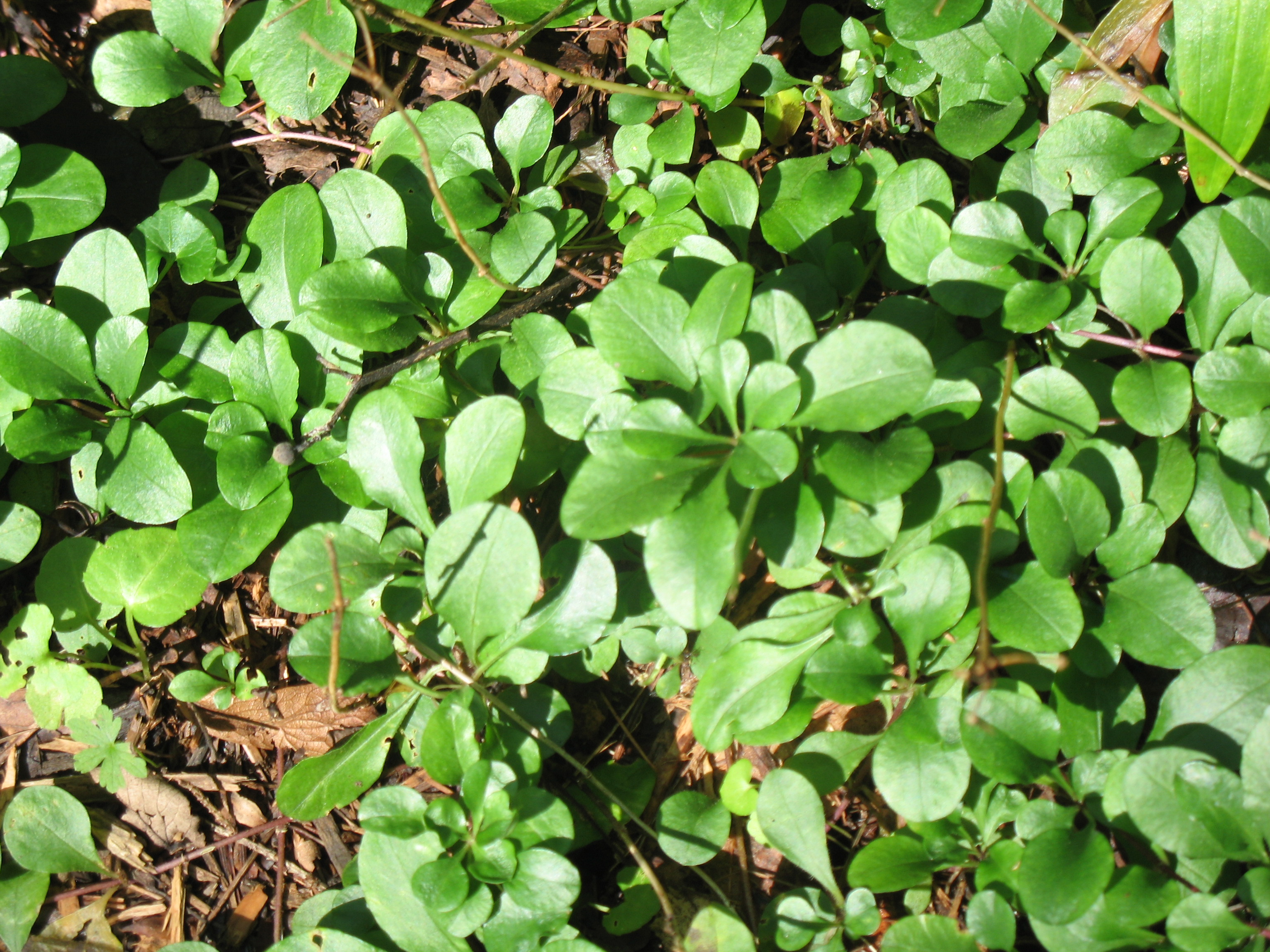 Phlox stolonifera / Phlox stolonifera