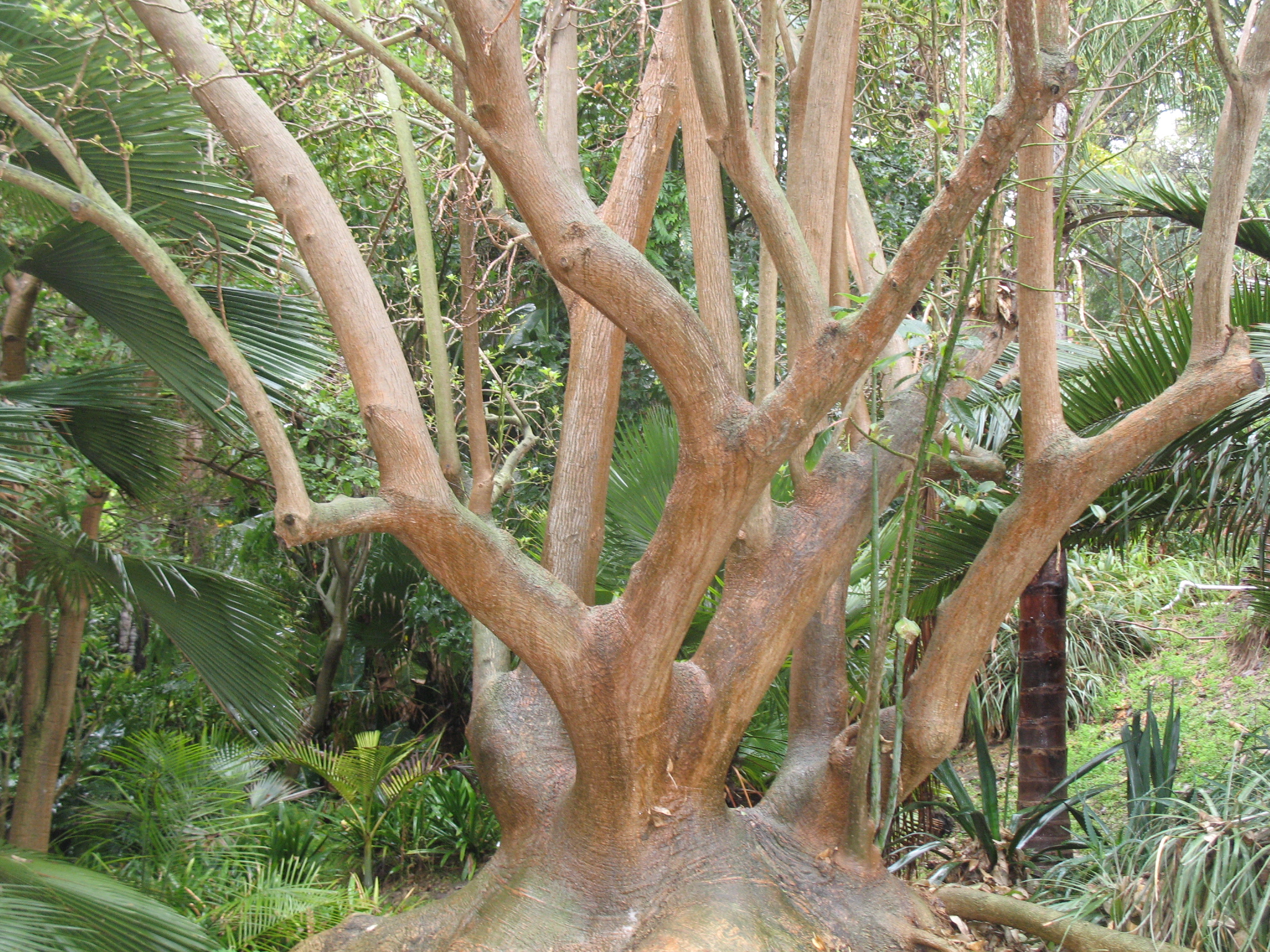 Phytolacca weberbaueri  / Peruvian Poleweed, Ombu Tree