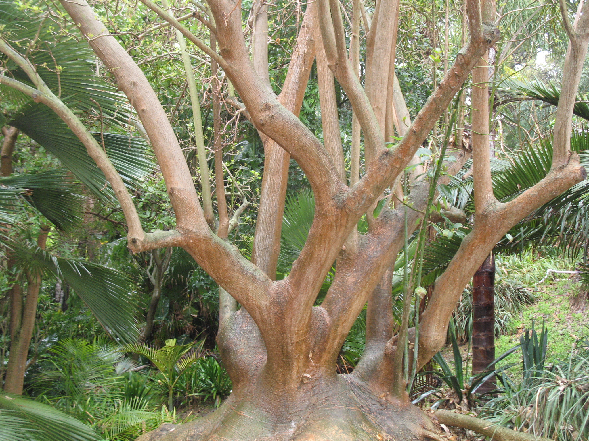 Phytolacca weberbaueri  / Phytolacca weberbaueri 