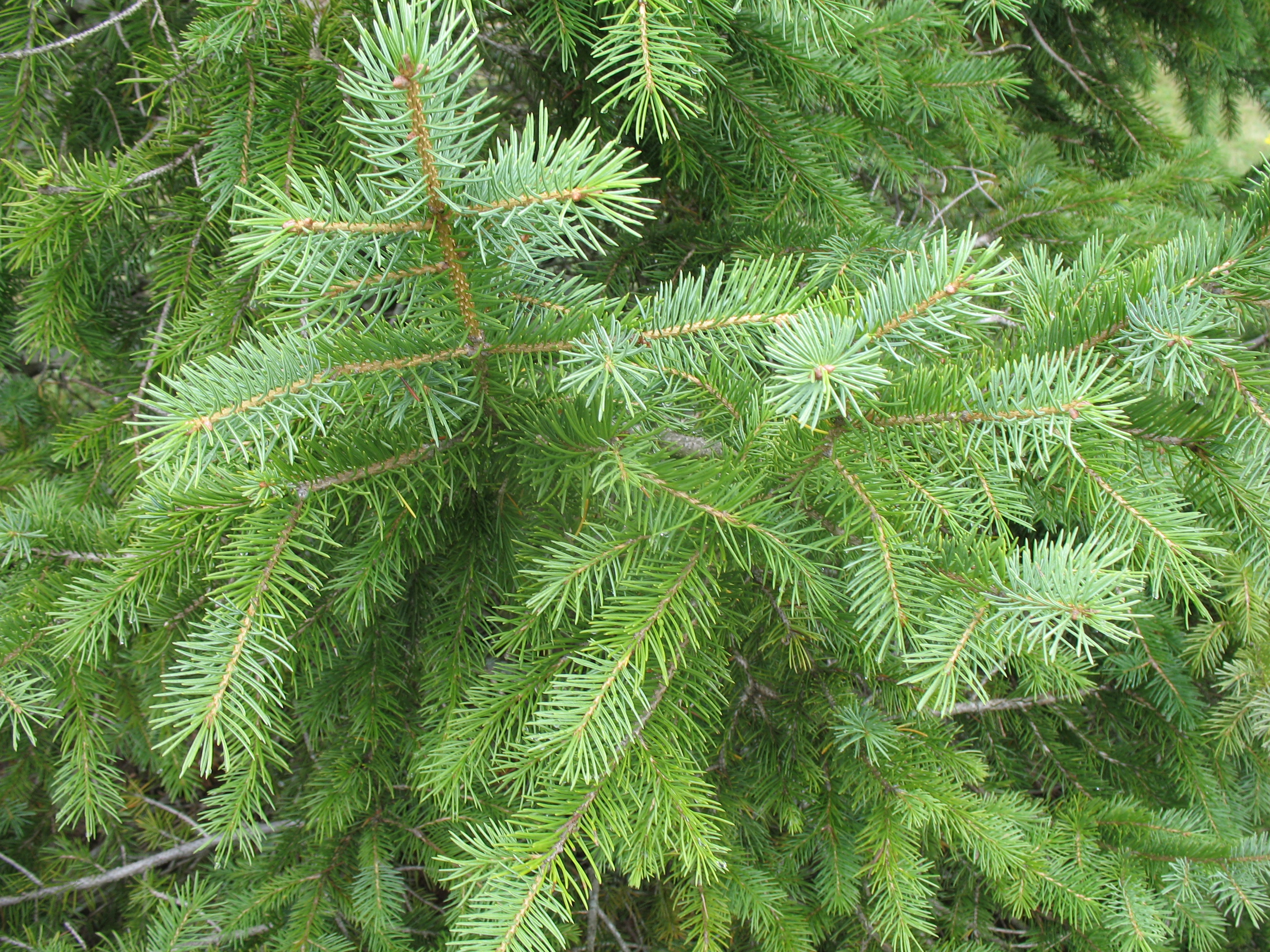Picea koraiensis / Picea koraiensis
