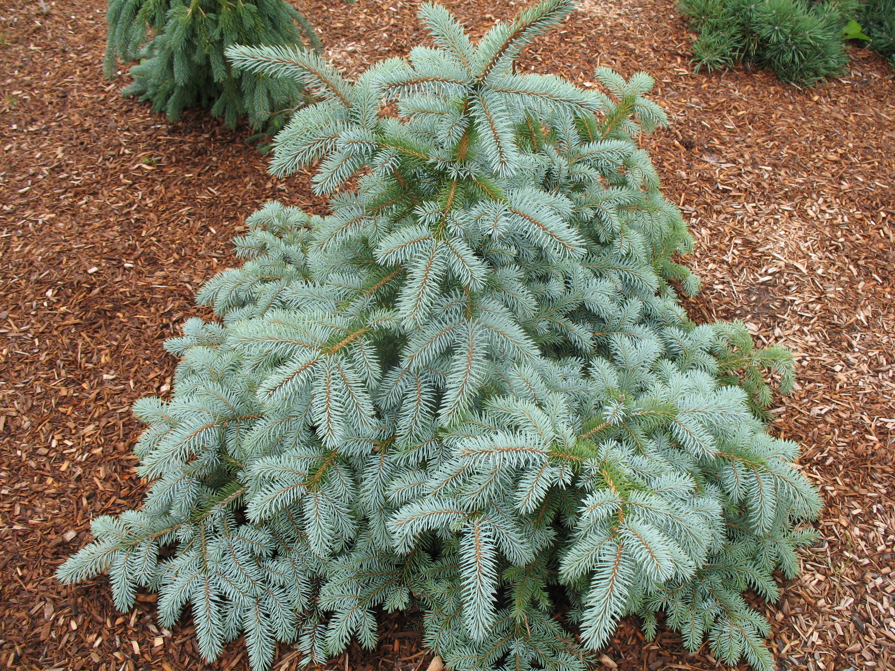 Picea pungens glauca 'Henry B. Fowler' / Henry Flwler Colorado Spruce